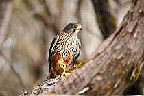 New Zealand falcon (Falco novaeseelandiae) perched on branch with one foot raised, Enderby Island.  New Zealand, January.