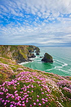 Coastline at Bedruthan Steps in spring with flowering Thrift (Armeria maritima), St Eval, Cornwall, England, UK. May