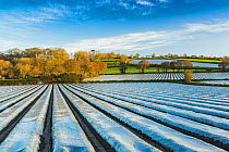 Plastic covered rows of crops, Cornwall, England, UK. April 2014.