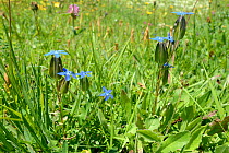 Bladder gentian (Gentiana utriculosa) flowering in alpine grassland, Zelengora mountain range, Sutjeska National Park, Bosnia and Herzegovina, July.