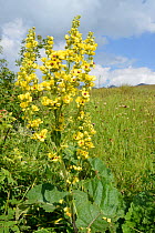 Mullein (Verbascum sp.) flowering spike on Mount Piva plateau with the mountains of Sutjeska National Park in nearby Bosnia and Herzegovina, background, near Trsa, Montenegro, July.