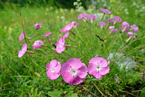 Rock Pink / Wood pink (Dianthus sylvestris) flowering in alpine grassland, Zelengora mountain range, Sutjeska National Park, Bosnia and Herzegovina, July.