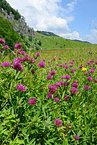 Purple globe clover / Owlhead clover (Trifolium alpestre) carpet flowering in alpine grassland, Zelengora mountain range, Sutjeska National Park, Bosnia and Herzegovina, July.