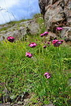 Carthusian Pink/ Cluster-headed pink (Dianthus carthusianorum) flowering among limestone rocks on Mount Maglic, Sutjeska National Park, Bosnia and Herzegovina, July.