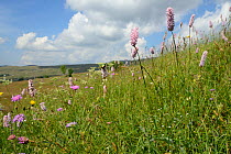 Meadow bistort (Bistorta officinalis / Polygomum bistorta) flowering in profusion on Piva plateau, near Trsa, Montenegro, July.