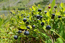 Bilberry (Vaccinium myrtillus) by Gornje Bare glacier lake, Zelengora mountain range, Sutjeska National Park, Bosnia and Herzegovina, July 2014.