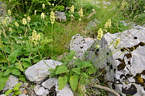 Yellow betony (Stachys / Betonica alopecuros) flowering among limestone rocks on Mount Maglic, Sutjeska National Park, Bosnia and Herzegovina, July.