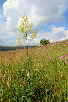 Lesser meadow rue (Thalictrum minus) flowering among Purple scabious (Knautia purpurea) on Piva plateau, near Trsa, Montenegro, July.