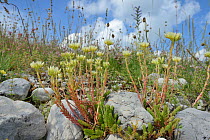 European stonecrop (Sedum ochroleucum) clump flowering among limestone boulders on Piva plateau, near Trsa, Montenegro, July.