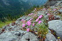 Rock Pink / Wood pink (Dianthus sylvestris) flowering among limestone scree on Mount Maglic, Sutjeska National Park, Bosnia and Herzegovina, July.