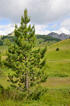 Young Black pine / Austrian pine (Pinus nigra) growing in alpine meadows in Sutjeska National Park, with the Zelengora mountain range, background, Bosnia and Herzegovina, July 2014.