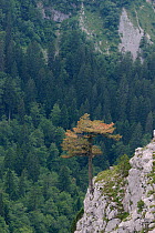 Black pine / Austrian pine (Pinus nigra) growing from limestone outcrop in Sutjeska National Park, Bosnia and Herzegovina, July 2014.