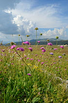 Purple scabious (Knautia purpurea) flowering on Piva plateau, near Trsa, Montenegro, July.