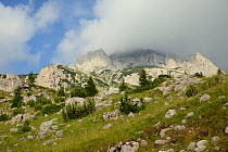 Conifers growing on the slopes of cloud-topped Mount Maglic, Bosnia's highest mountain, Sutjeska National Park, Bosnia and Herzegovina, July 2014.