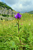 Clustered bellflower (Campanula glomerata) flowering in alpine grassland, Zelengora mountain range, Sutjeska National Park, Bosnia and Herzegovina, July.