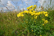 Yellow Balkan flax (Linum capitatum) flowering on Piva plateau, near Trsa, Montenegro, July.