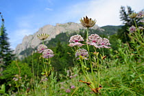 Great masterwort (Astrantia major) flowering in alpine grassland on the slopes of Mount Maglic, Bosnia's highest peak, Sutjeska National Park, Bosnia and Herzegovina, July.