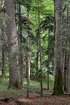 Interior of Perucica primeval forest, one of Europe's few surviving rainforests, with a mix of European beech (Fagus sylvatica) and coniferous trees, Sutjeska National Park, Bosnia and Herzegovina, Ju...