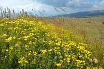 Carpet of Yellow Balkan flax (Linum capitatum) flowering on Piva plateau, near Trsa, Montenegro, July.