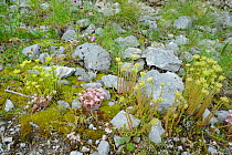 European stonecrop (Sedum ochroleucum) and Spanish stonecrop (Sedum hispanicum) clumps flowering among limestone rocks and scree on Mount Maglic, Sutjeska National Park, Bosnia and Herzegovina, July.