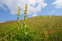 Great yellow gentian (Gentiana lutea ssp. symphyandra) flowering spikes on Piva plateau, near Trsa, Montenegro, July.