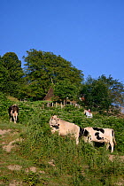 Cattle (Bos taurus) grazing alpine pastureland at Mjesaji village in Sutjeska National Park, near Tjentiste, Bosnia and Herzegovina, July 2014.