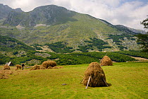 Farmer making a traditional haystack by hand on an alpine meadow in Durmitor National Park below Savin Kuc peak, near Zabljak, Montenegro, July 2014.