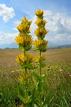 Great yellow gentian (Gentiana lutea ssp. symphyandra) flowering spikes on Mount Piva plateau with the mountains of Sutjeska National Park in nearby Bosnia and Herzegovina, background, near Trsa, Mont...