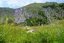 Spreading bellflower (Campanula patula) flowering alongside Common yarrow (Achillea millefolium) in alpine grassland, Zelengora mountain range, Sutjeska National Park, Bosnia and Herzegovina, July.