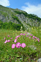 Rock Pink / Wood pink (Dianthus sylvestris) flowering in alpine grassland, Zelengora mountain range, Sutjeska National Park, Bosnia and Herzegovina, July.