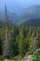 Landscape of Perucica primeval forest, one of Europe's few surviving rainforests, Sutjeska National Park, Bosnia and Herzegovina, July 2014.