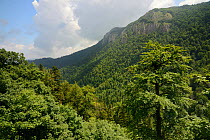 Heavily forested Velika Siljevica mountain, Zelengora range, Sutjeska National Park, Bosnia and Herzegovina, July 2014.