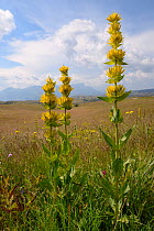 Great yellow gentian (Gentiana lutea ssp. symphyandra) flowering spikes on Mount Piva plateau with the mountains of Sutjeska National Park in nearby Bosnia and Herzegovina, background, near Trsa, Mont...