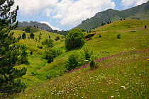 Alpine meadows in Sutjeska National Park with a profusion of wild flowers, including Spotted hawkweed (Hypochoeris maculata), Marguerites (Leucanthemum vulgare) and Rosebay willowherb (Epilobium / Cha...