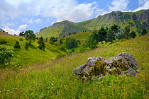 Alpine meadows with a profusion of wild flowers in Sutjeska National Park with the Zelengora mountain range, background, Bosnia and Herzegovina, July.
