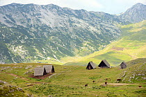 Herdsmen's / shepherd's huts or katuns and Cattle (Bos taurus) on alpine grassland, Sedlo pass, Durmitor National Park, Montenegro, July 2014.