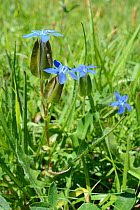 Bladder gentian (Gentiana utriculosa) flowering in alpine grassland, Zelengora mountain range, Sutjeska National Park, Bosnia and Herzegovina, July.