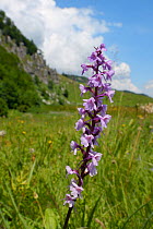 Fragrant orchid (Gymnadenia conopsea) flowering in alpine grassland, Zelengora mountain range, Sutjeska National Park, Bosnia and Herzegovina, July.