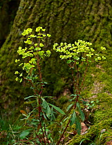 Wood spurge (Euphorbia amygdaloides)~Sussex, UK