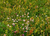 Grass meadow in flower with White clover (Trifolium repens) Red clover (Trifolium pratense)  and Yellow rattle (Rhinanthus minor) Sussex, UK