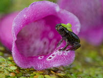 Common toad (Bufo bufo) juvenile shortly after leaving its previous aquatic habitat, on foxglove flower, Sussex, UK