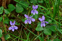 Violets (Viola riviniana) Sussex, UK