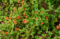 Scarlet pimpernel (Anagallis arvensis) in flower, Sussex, UK