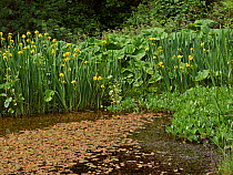 A small farm pond in healthy condition (no pollution or rubbish) with a variety of  aquatic plants including Yellow flag Iris, Butterbur, Greater pondweed and Bogbean, Sussex, UK