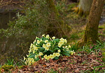 Wild primroses (Primula vulgaris) in woodland setting, Sussex, UK