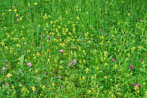 Meadow flowers with Yellow Rattle (Rhinanthus minor) Ribwort Plantain, Red Clover and Buttercup in flower, Holly Farm, Sussex, UK