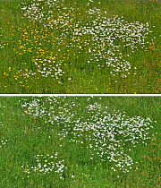 Two images of a meadow with Oxeye Daisies (Leucanthemum vulgare) Cat's-ear (Hypochaeris radicata) and Yellow rattle (Rhinanthus minor) in late June.  The top image is taken  in sun, the bottom one  in...