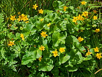 Kingcups or Marsh marigold (Caltha palustris) Sussex, UK
