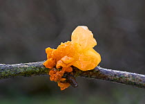 Yellow brain (Tremella mesenterica) on Hazel. ~Sussex, UK
