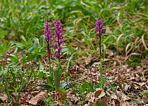 Early purple orchid (Orchis mascula) Sussex, UK